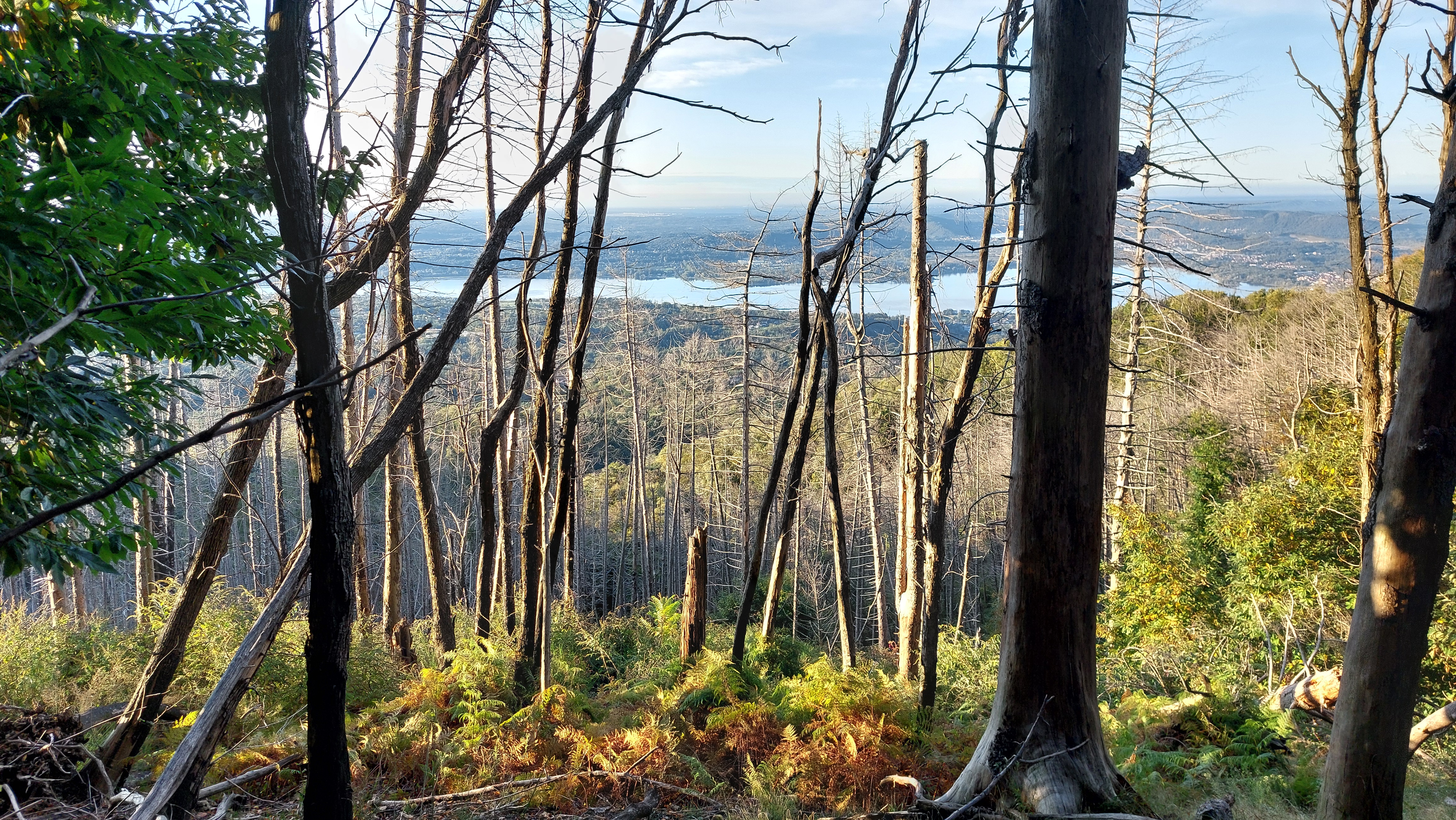 bosco e lago di Varese