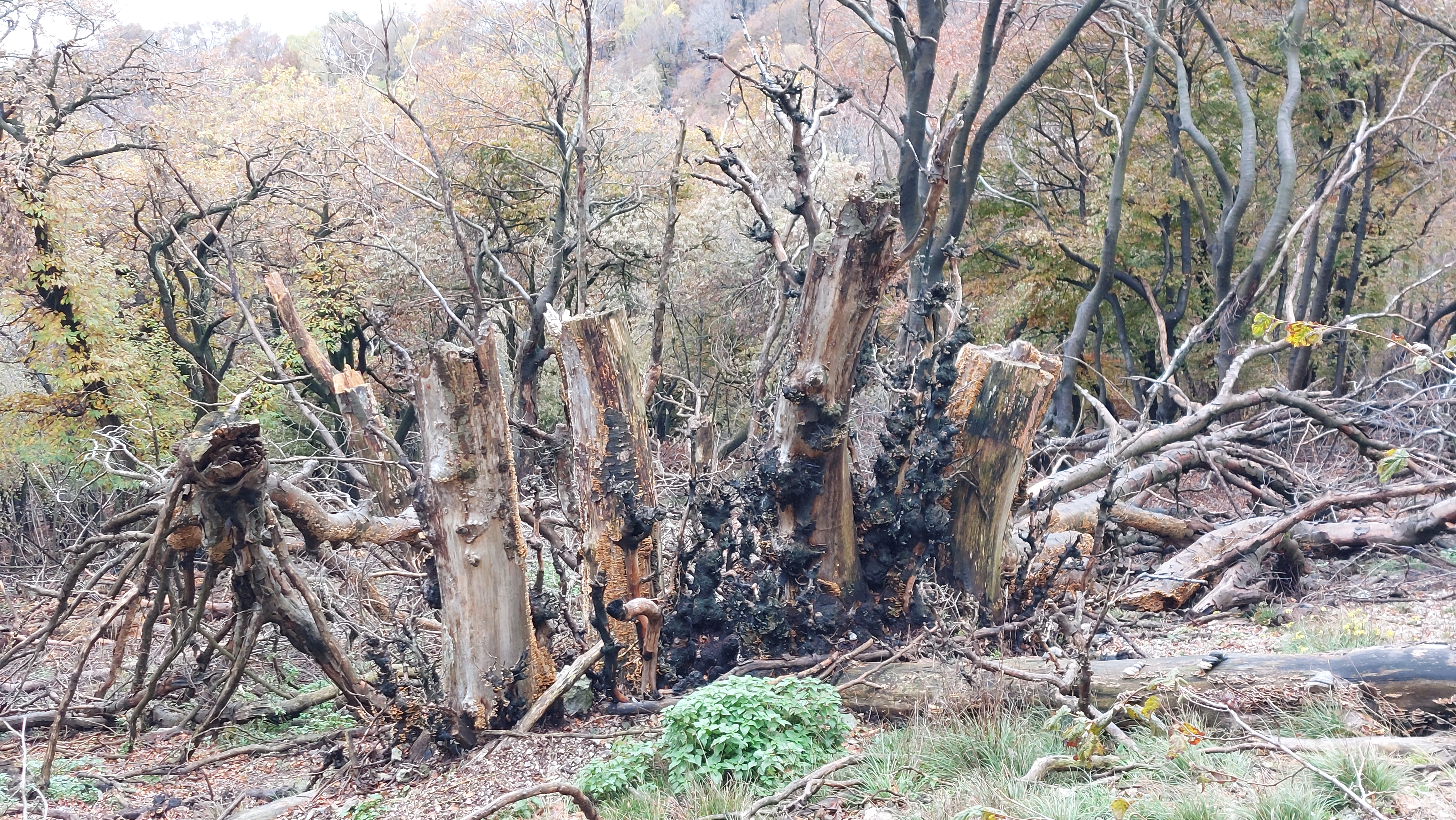 ceppaia carbonizzata