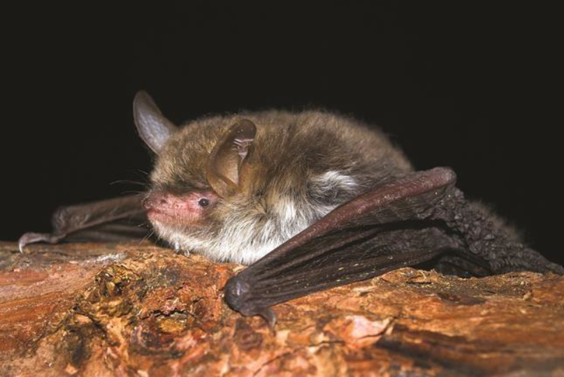 Vespertilio criptico