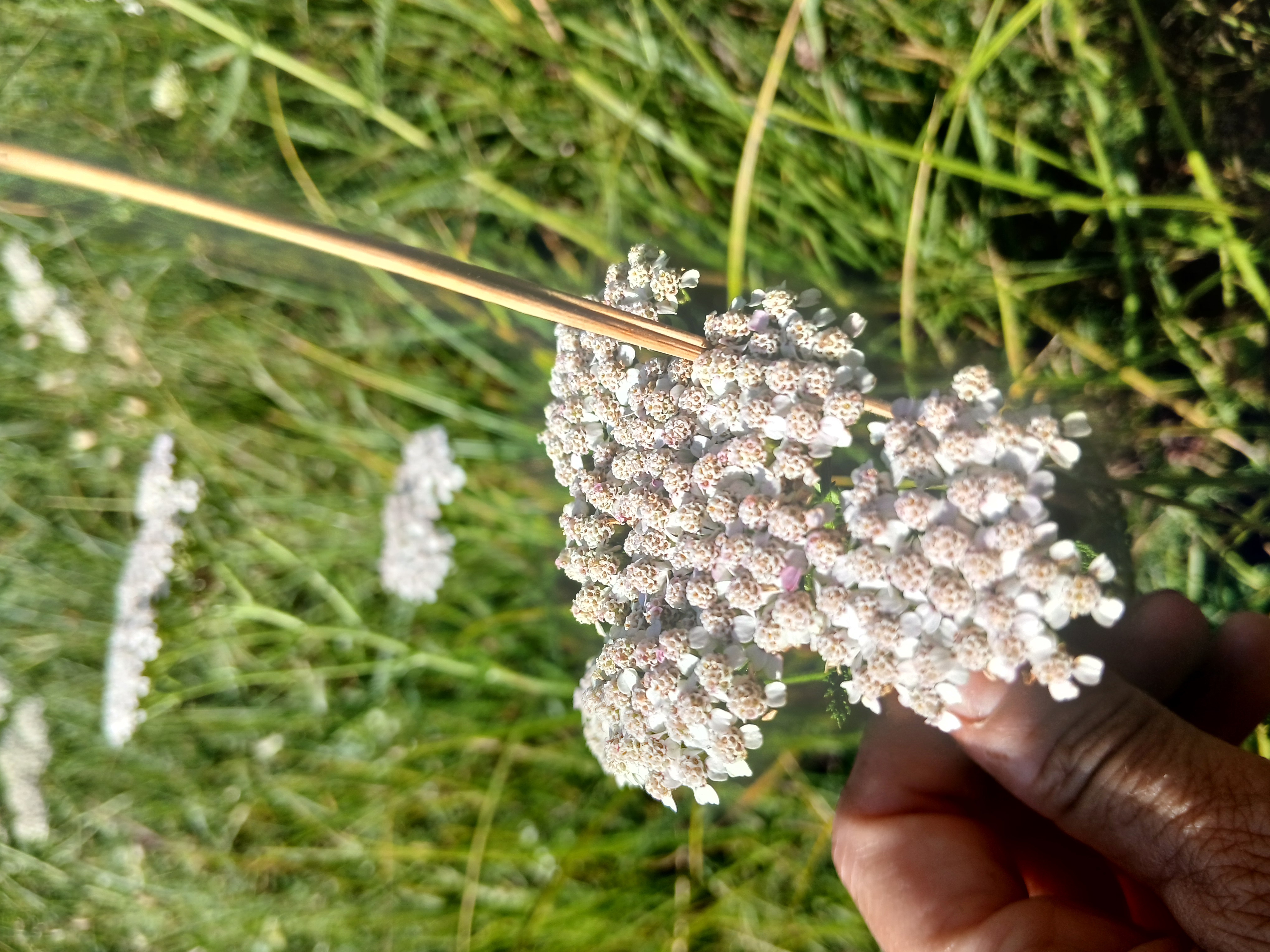 achillea