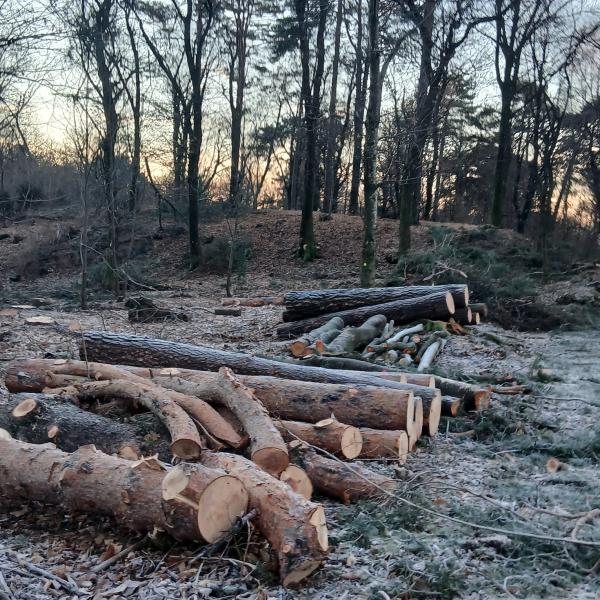 Avvio lavori selva SOSTEGnO