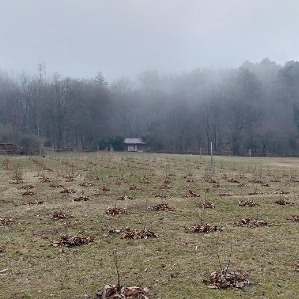 Piantine di Ribes in campo