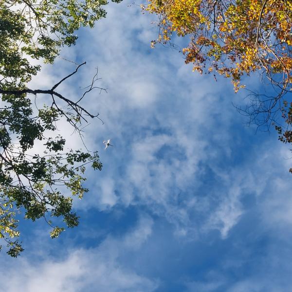 Cielo tra chiome con drone