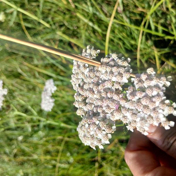 achillea